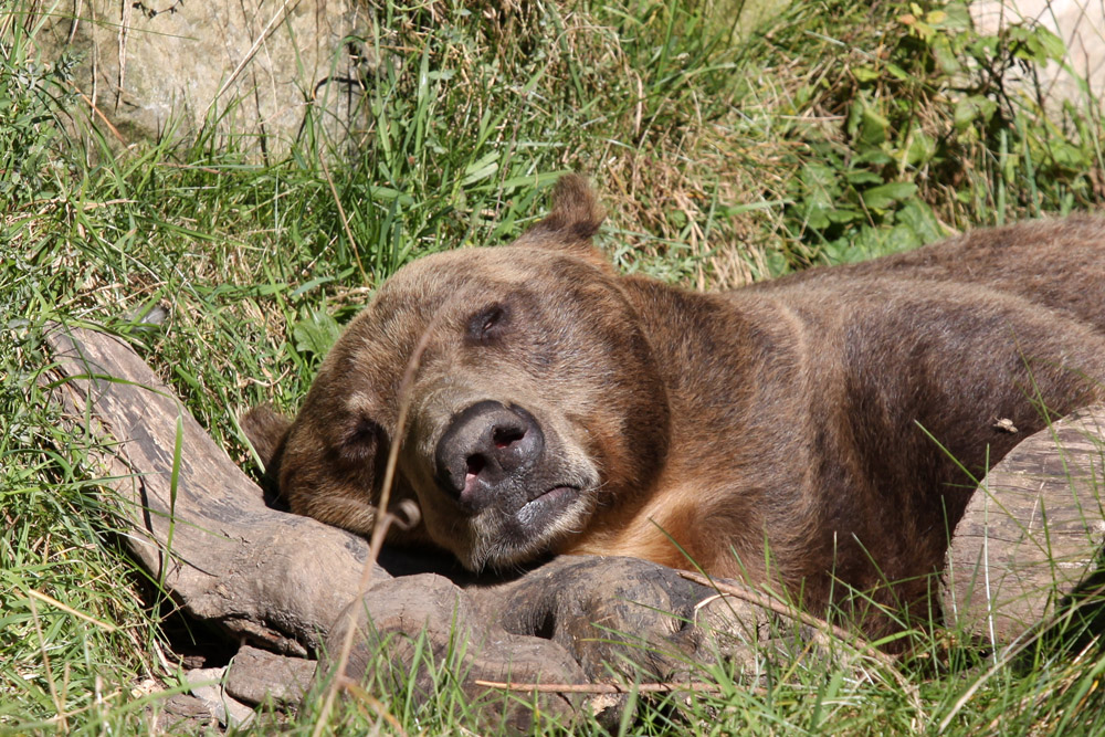 Braunbär