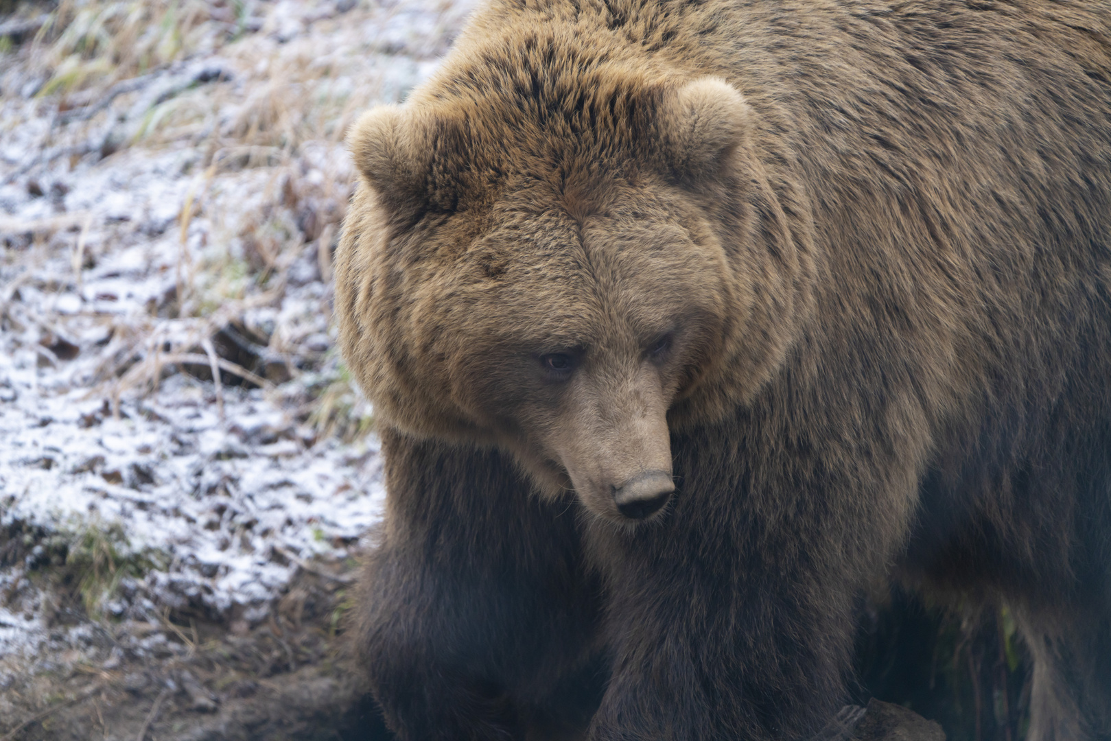 Braunbär