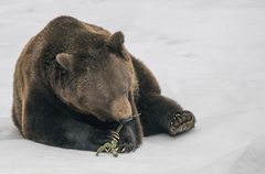 Braunbär