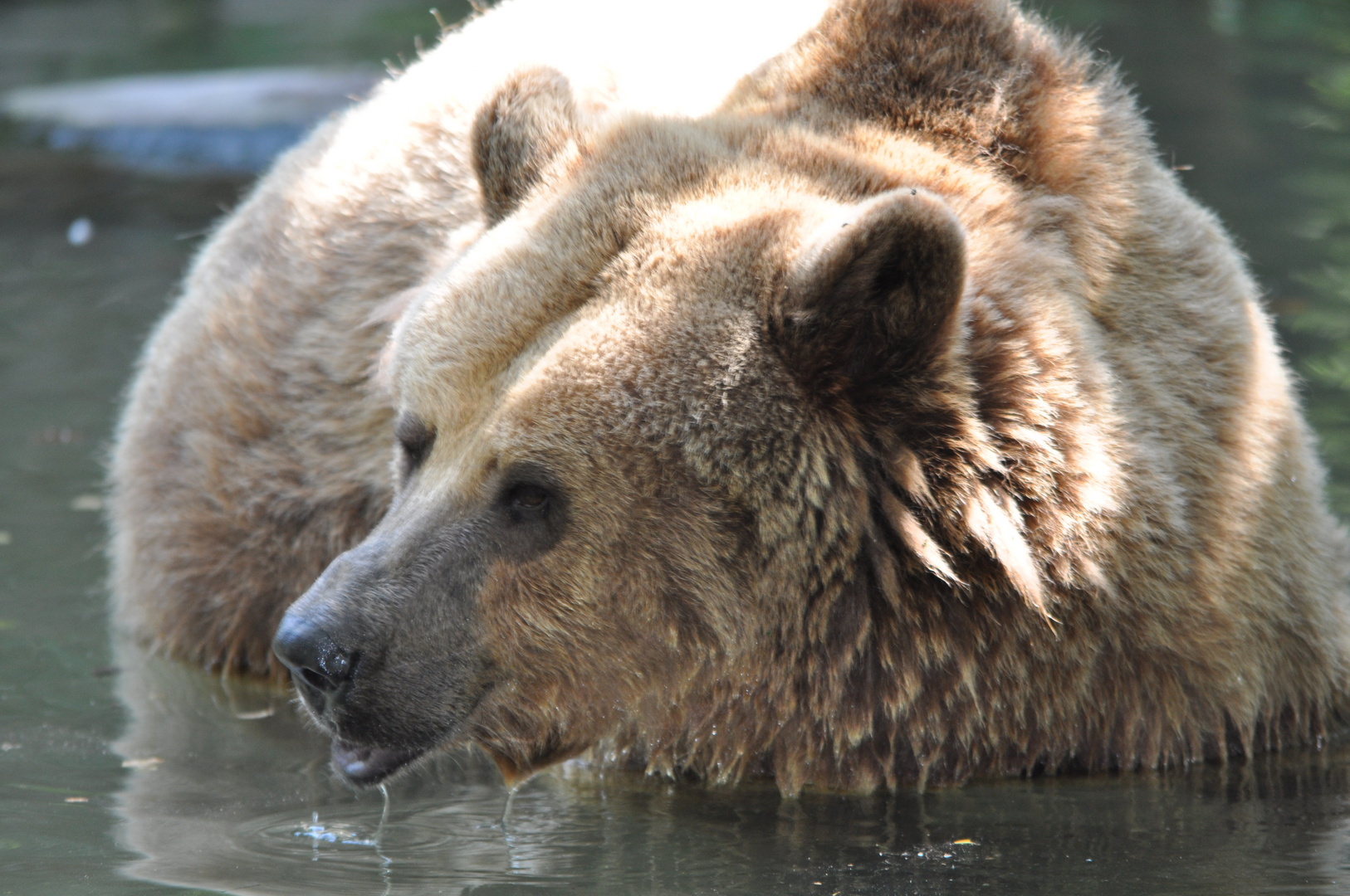 Braunbär