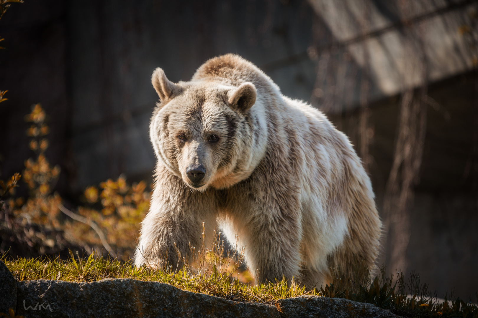 Braunbär