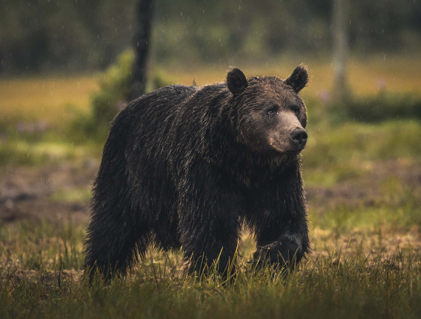 Braunbär