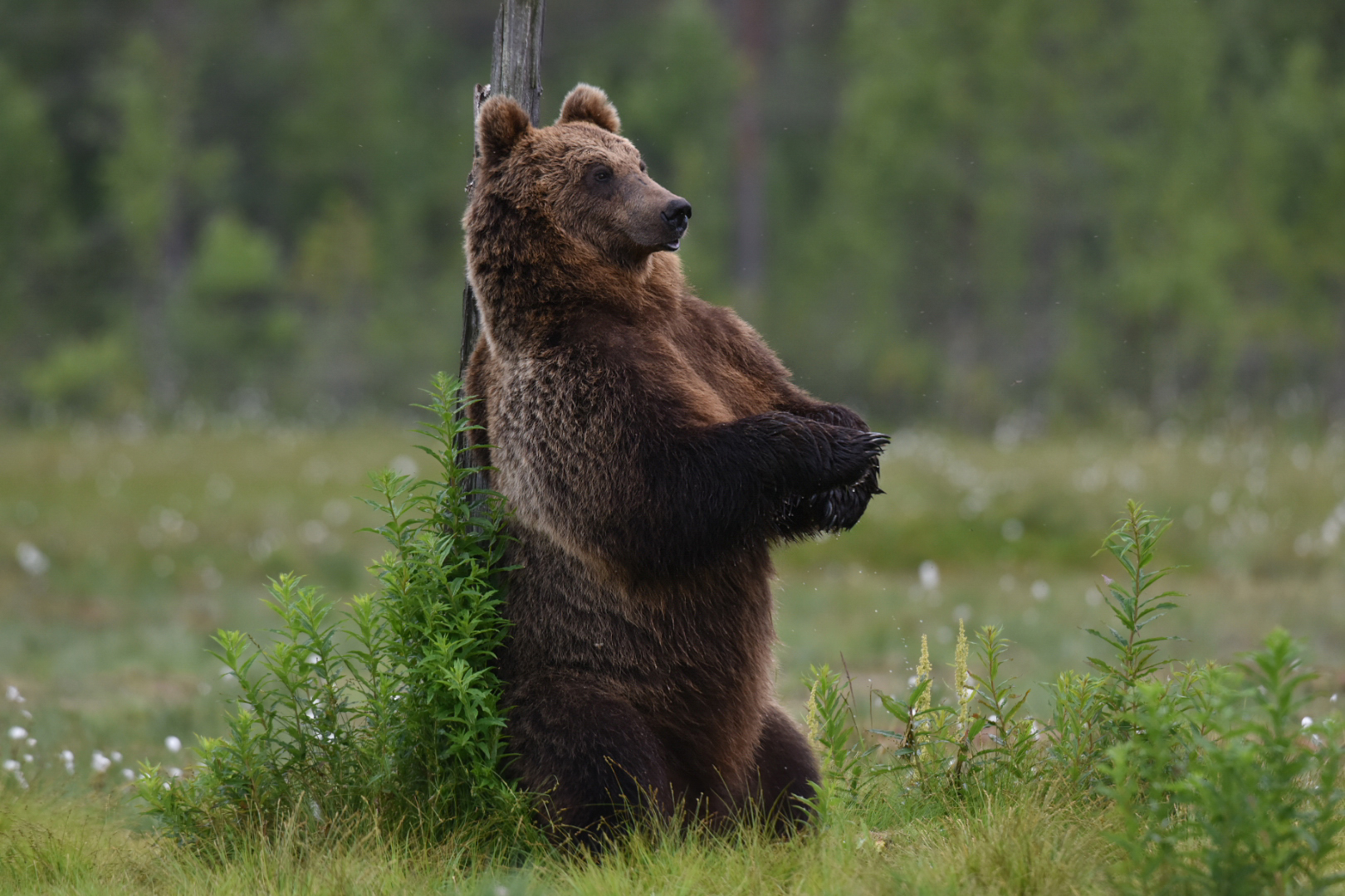 Braunbär