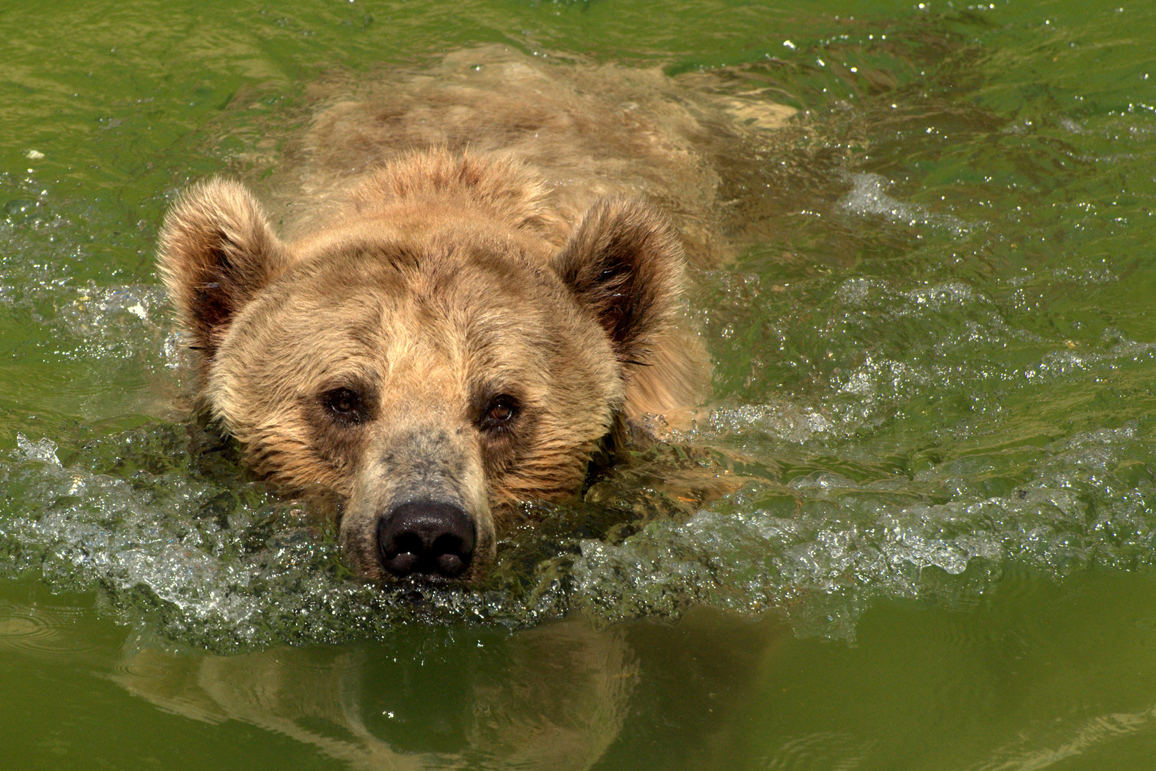 Braunbär