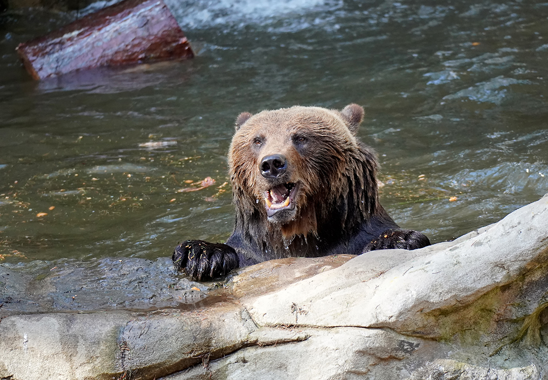 Braunbär