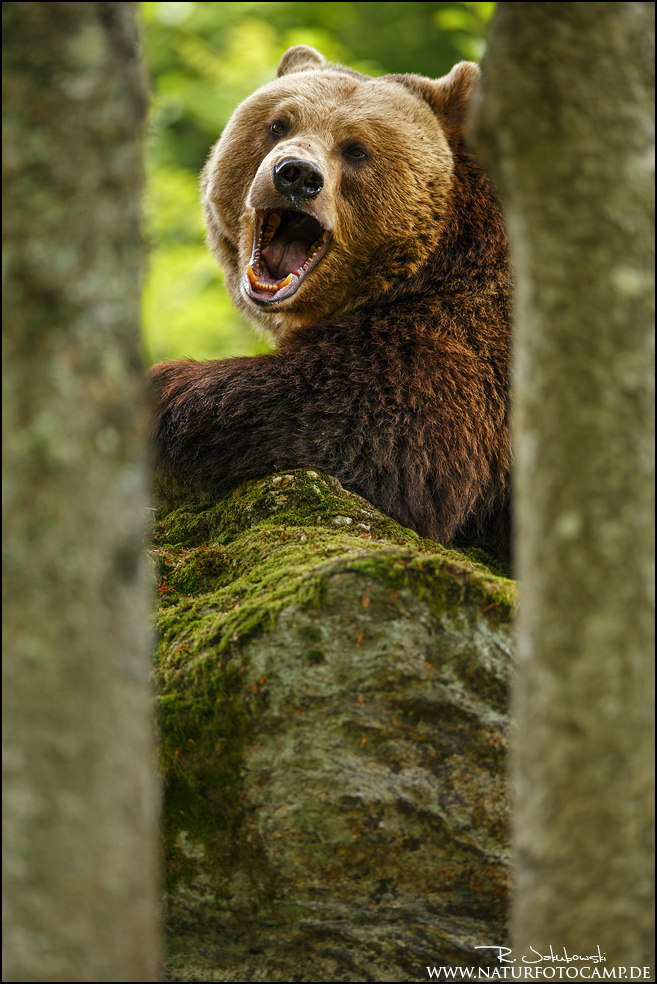 Braunbär