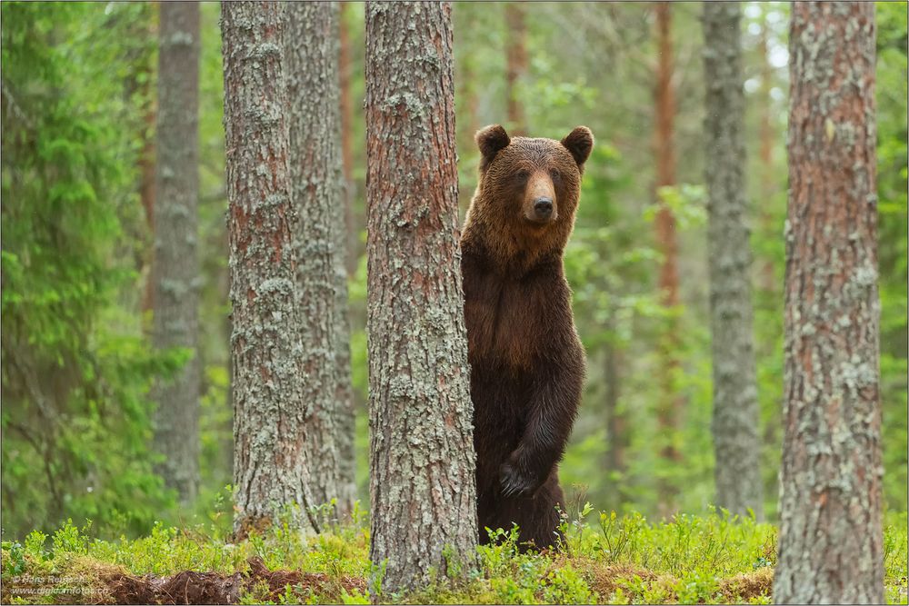 Braunbär