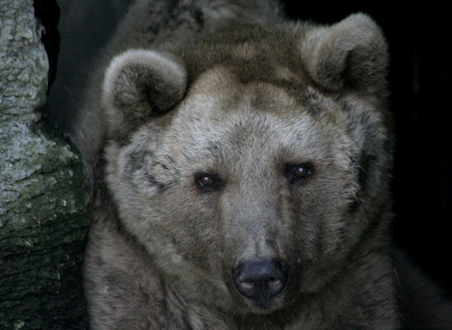 Braunbär