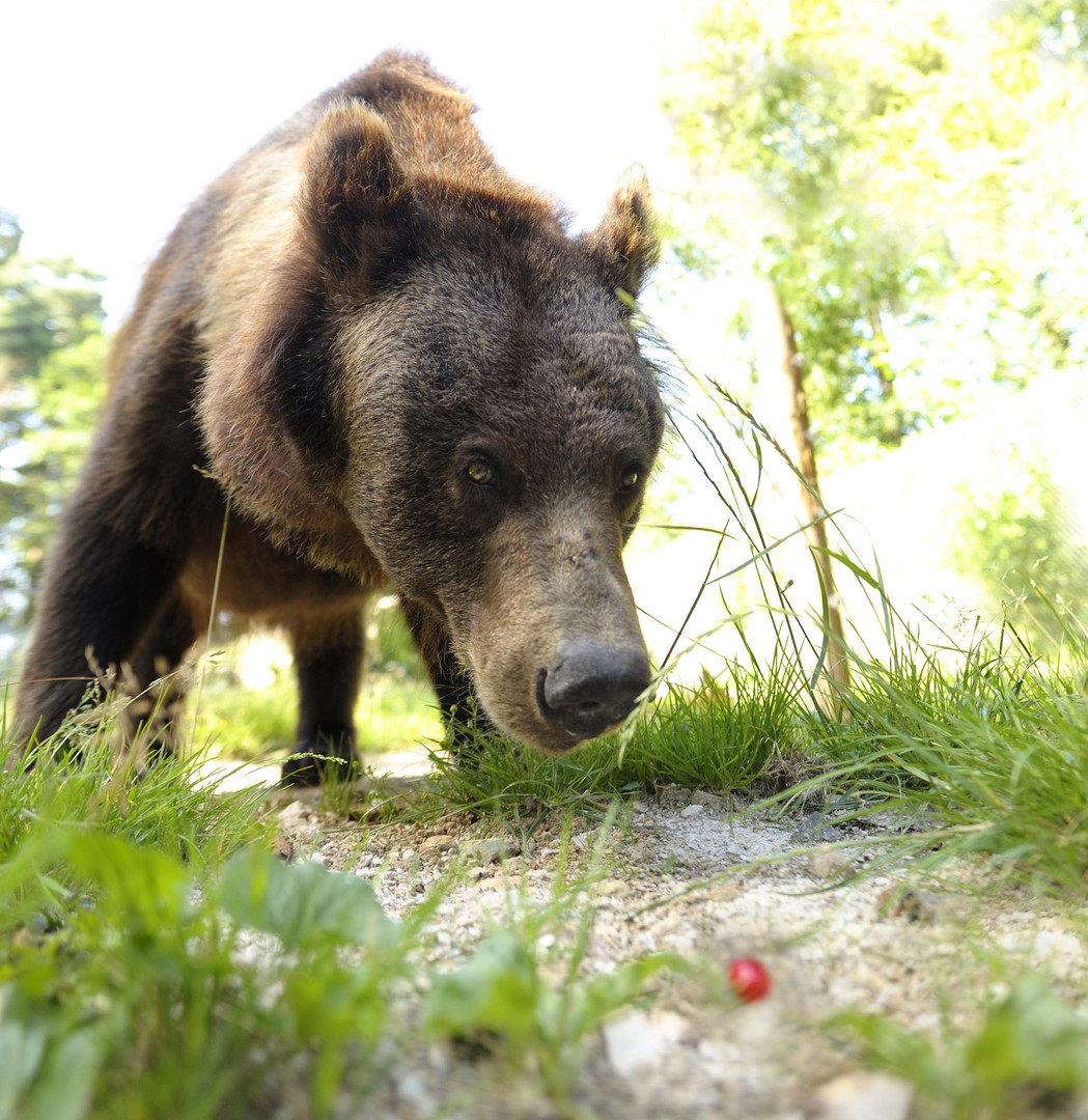 Braunbär