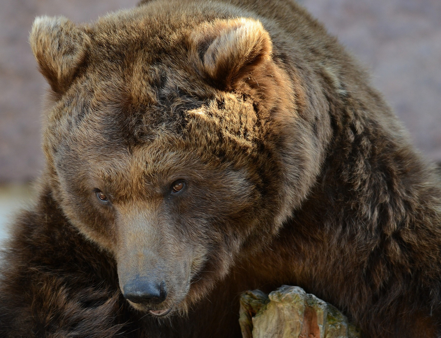 Braunbär