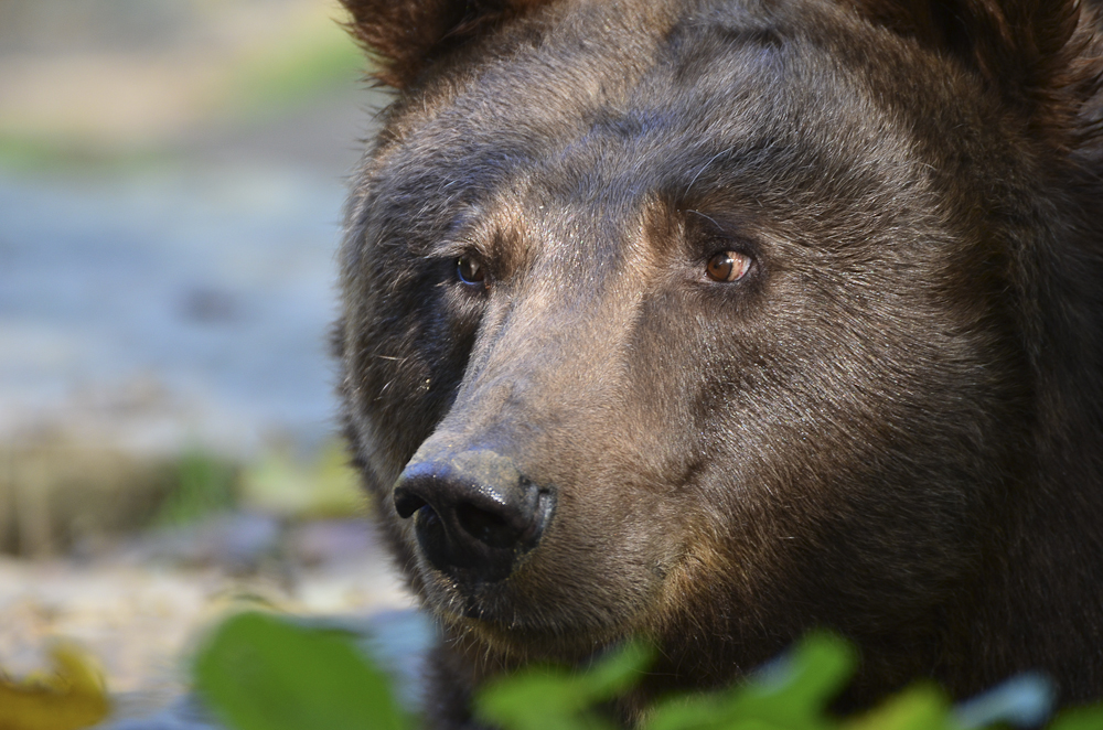 Braunbär