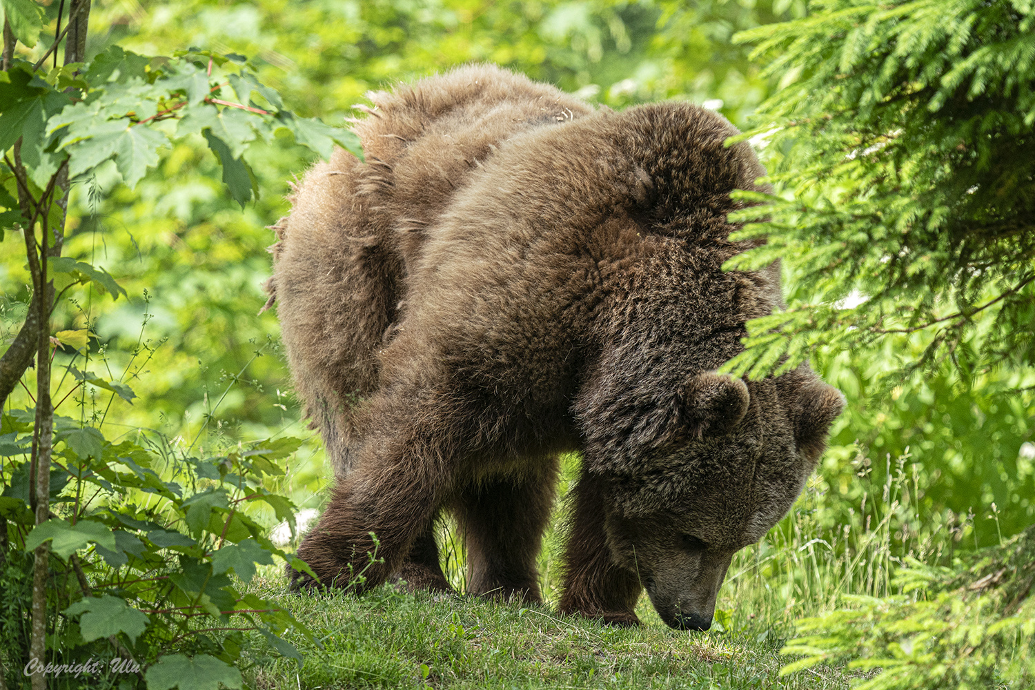 Braunbär