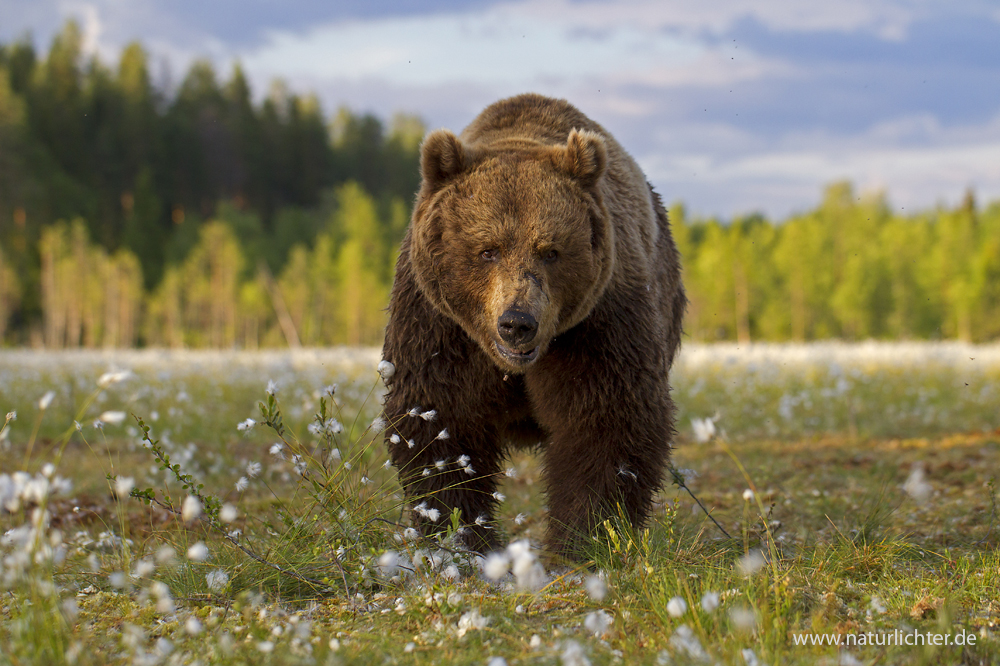 Braunbär