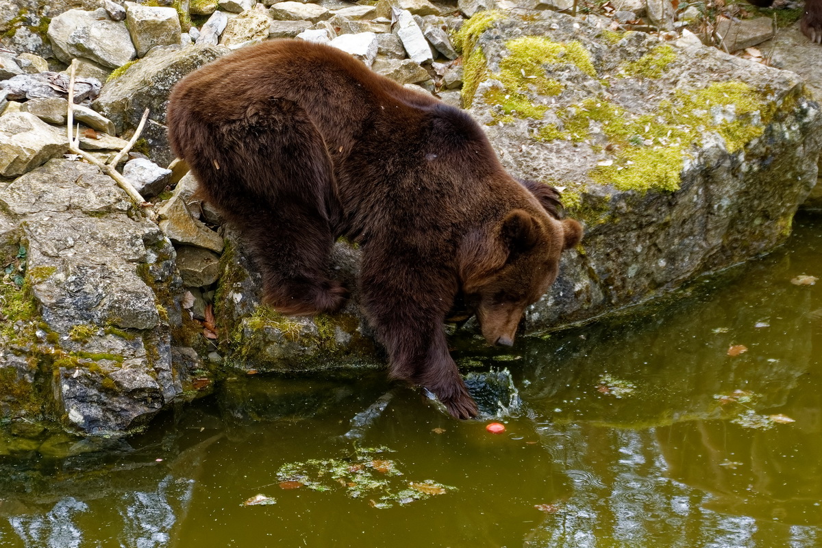 Braunbär