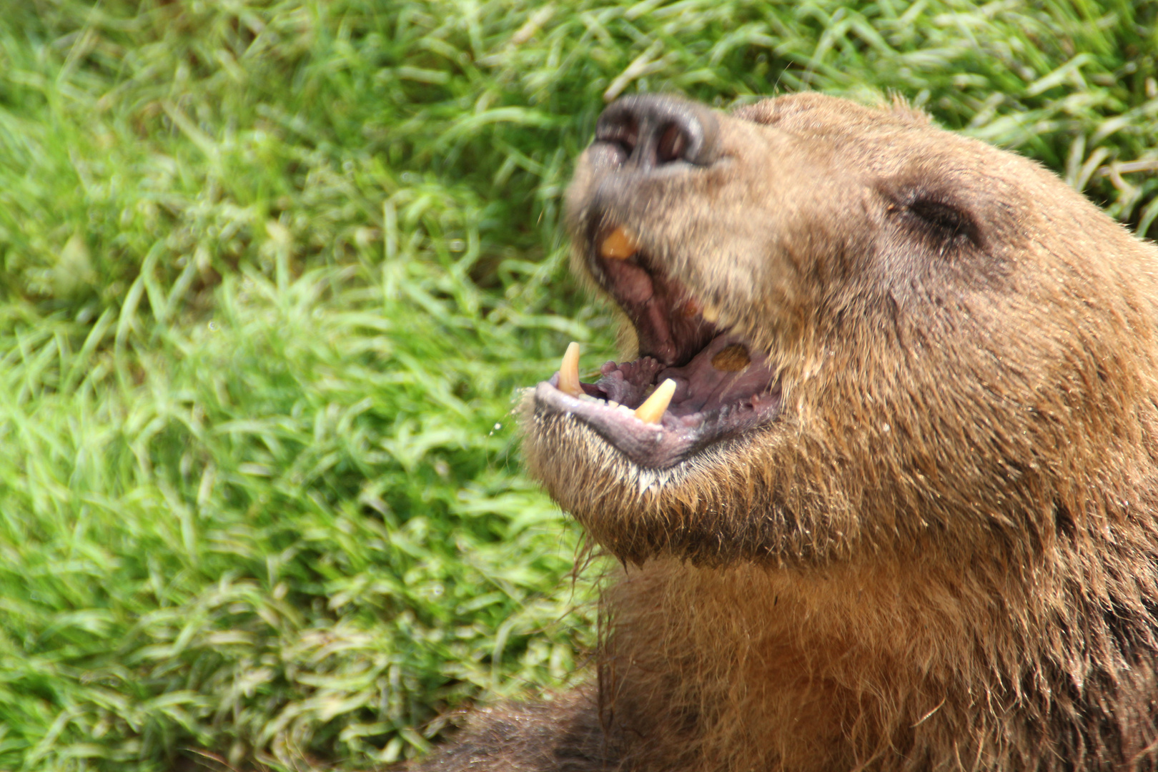 Braunbär