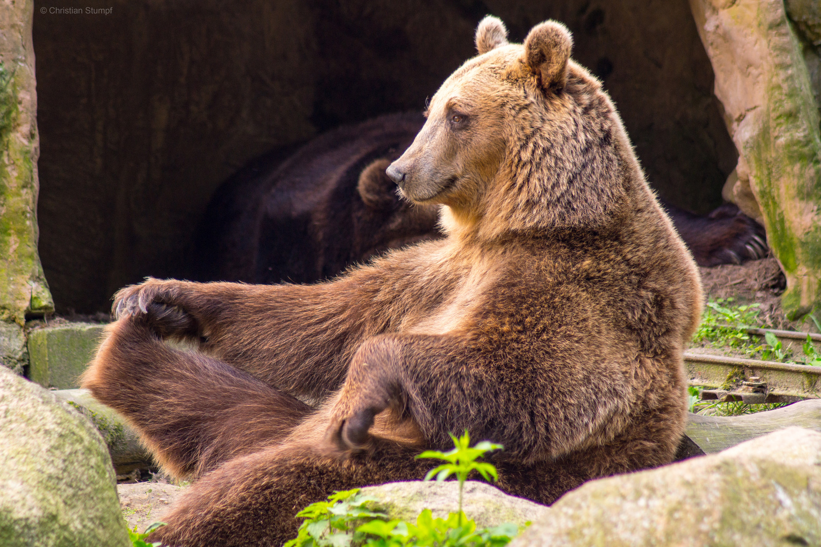 Braunbär