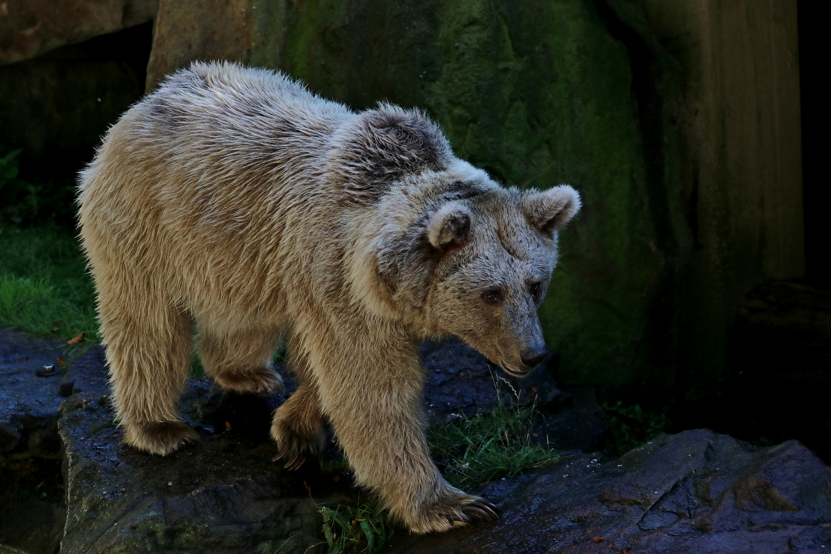 Braunbär