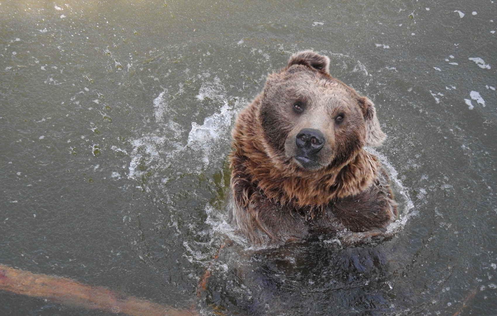 Braunbär