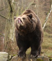 Braunbär