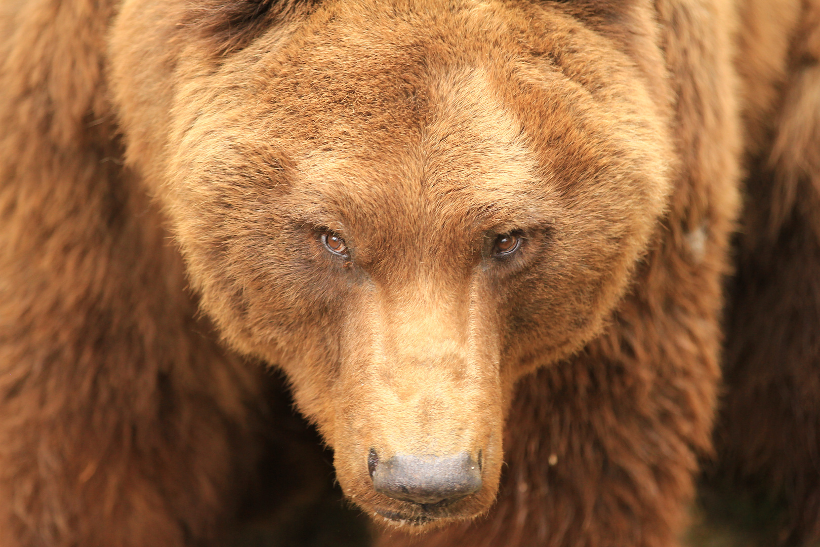 Braunbär