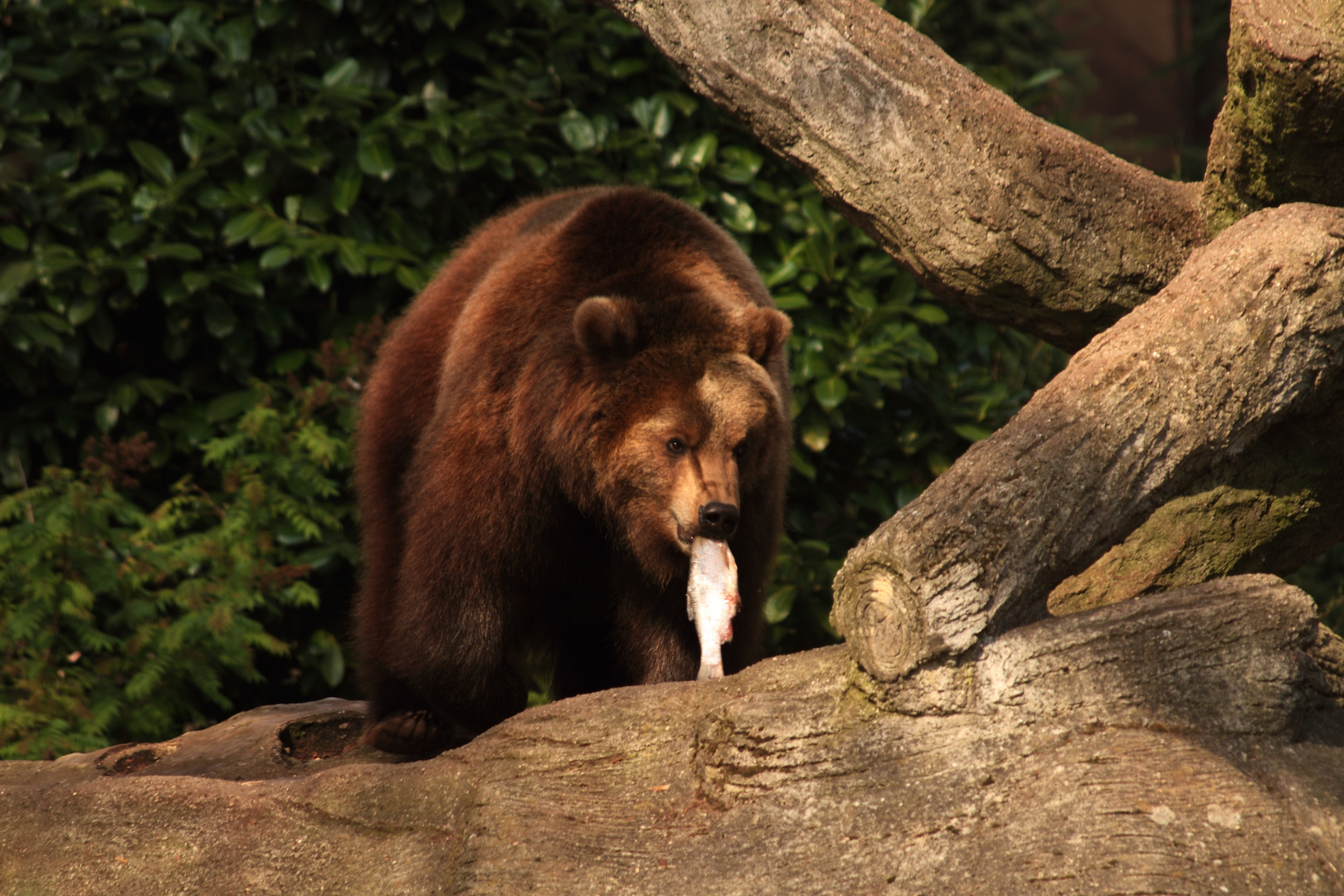 Braunbär