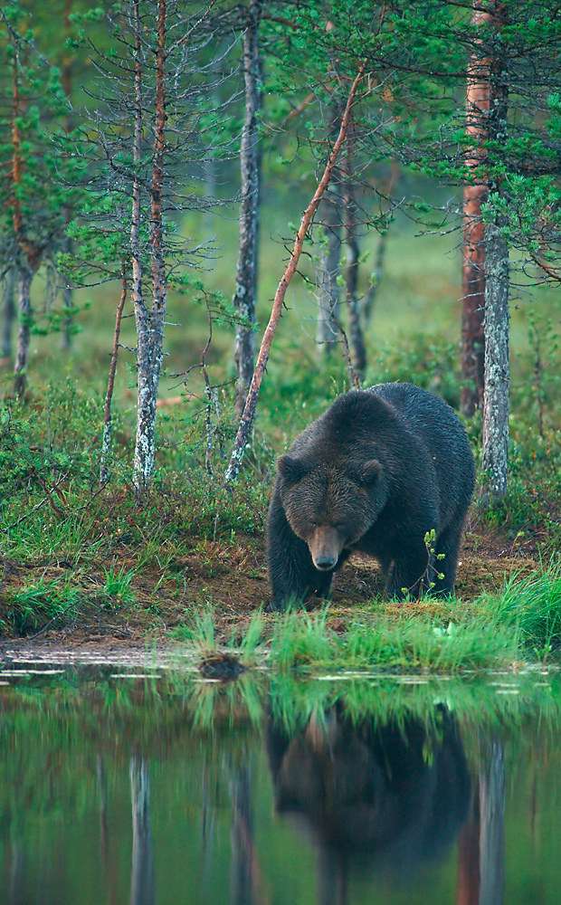 Braunbär