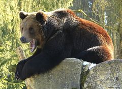 Braunbär