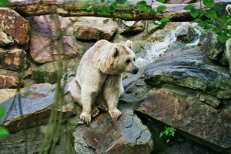 Braunbär