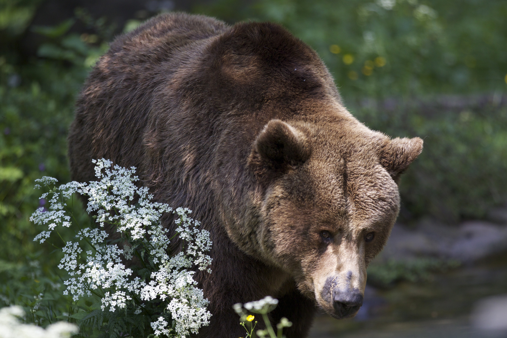 Braunbär