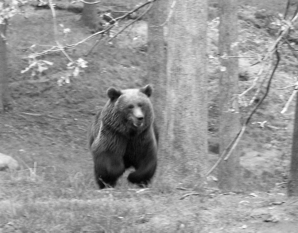 Braunbär