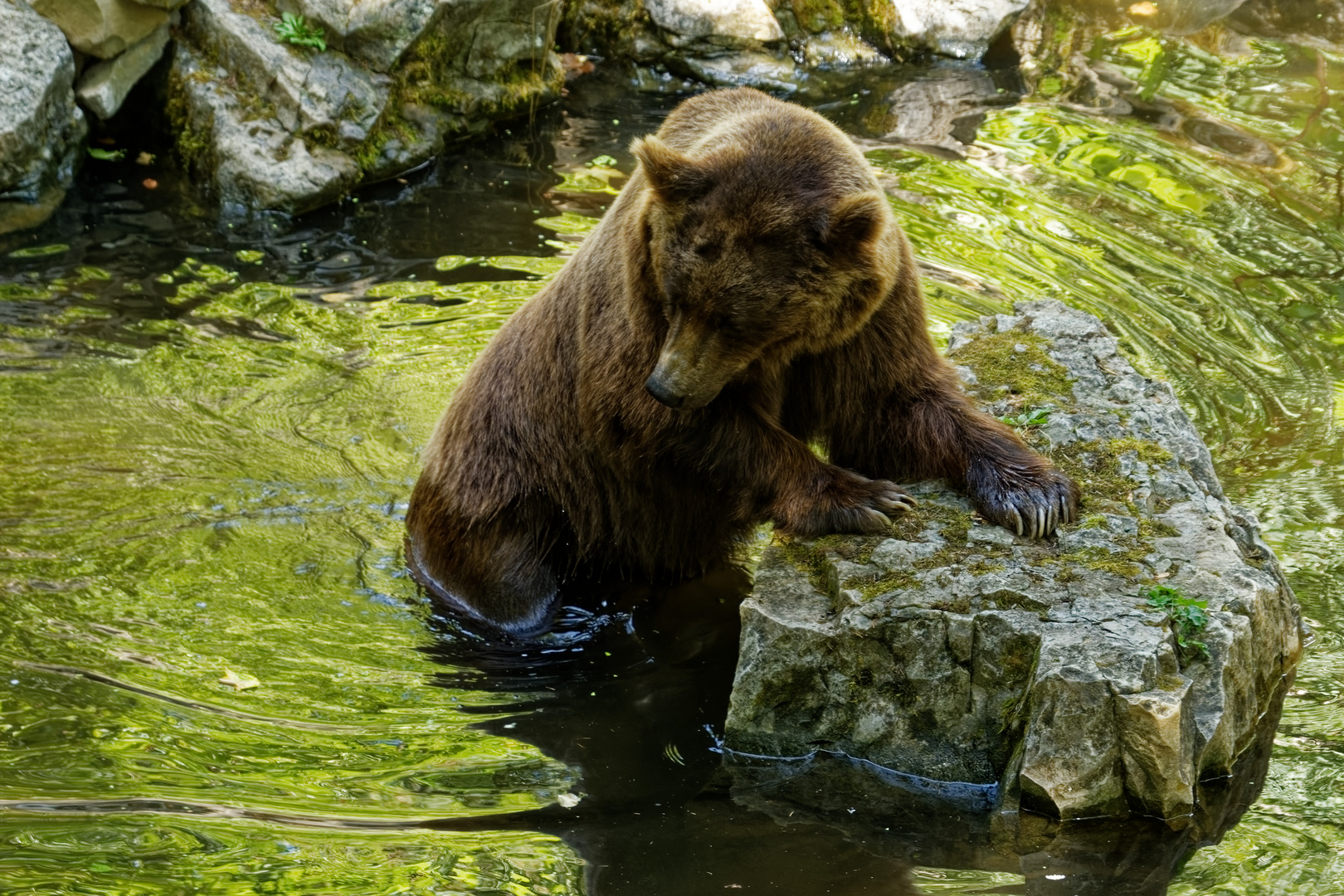 Braunbär