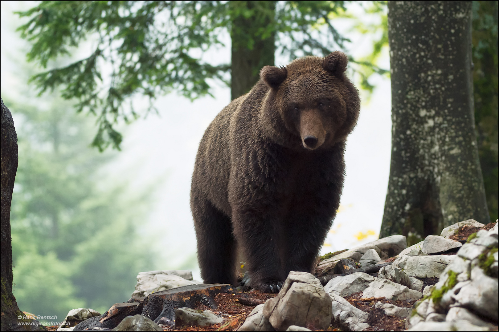 Braunbär