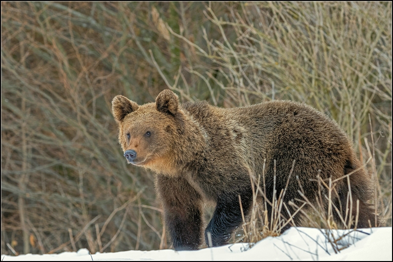 Braunbär