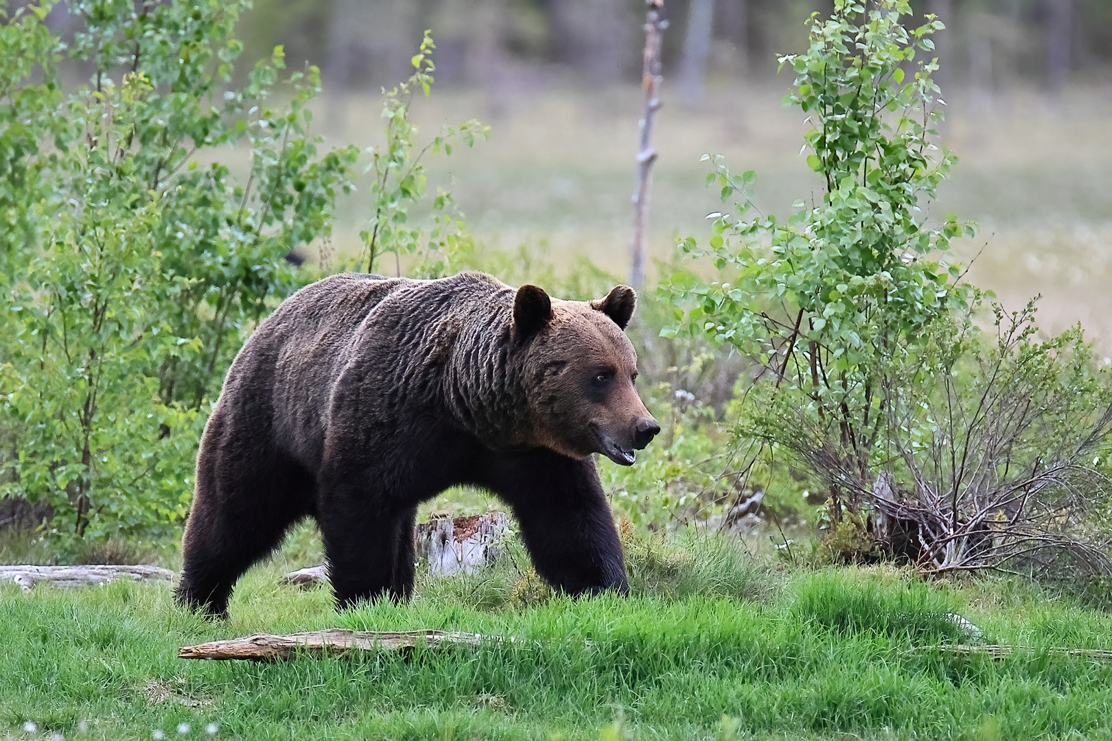 Braunbär