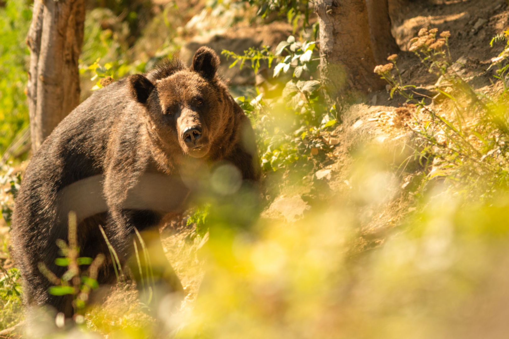 Braunbär adult