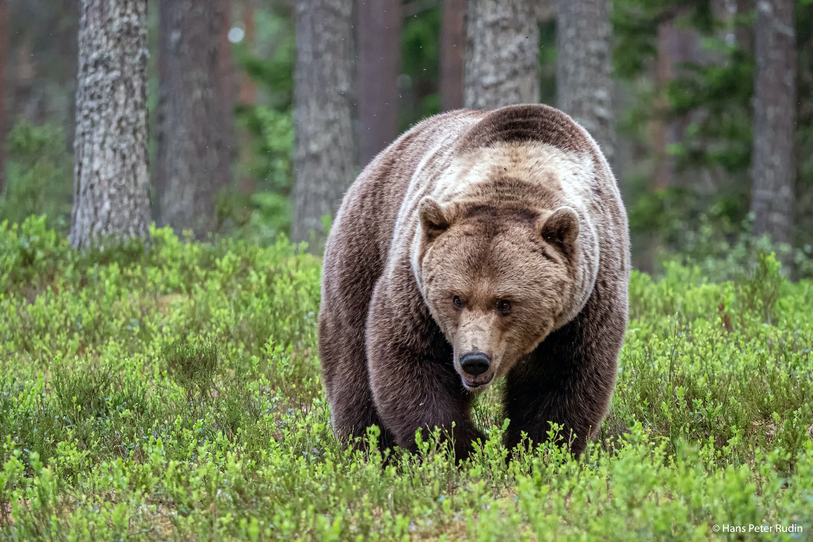 Braunbär