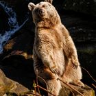 Braunbär Allwetter Zoo