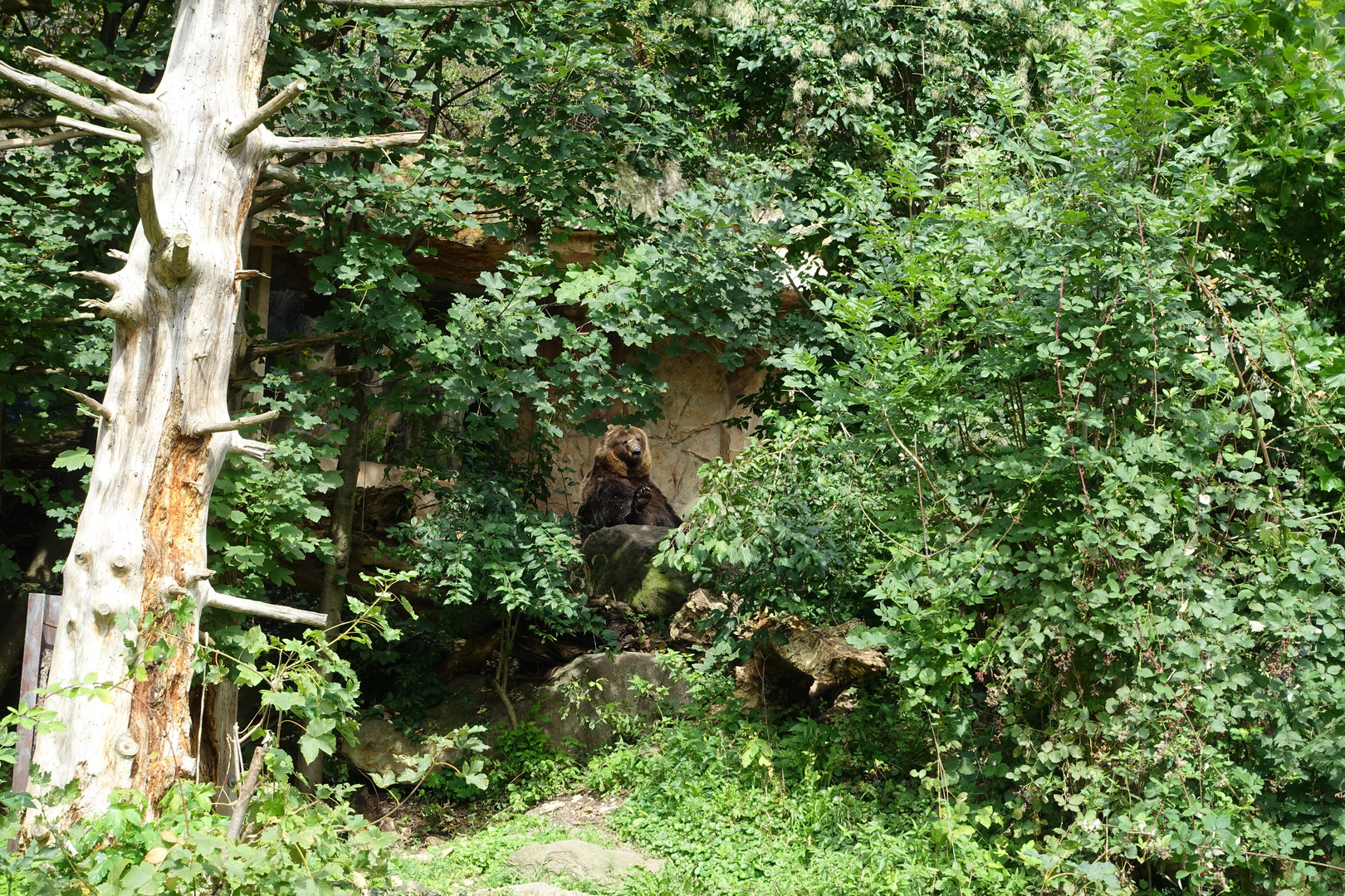 Braunbär Alpenzoo Innsbruck