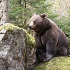 Braunbär am Felsen