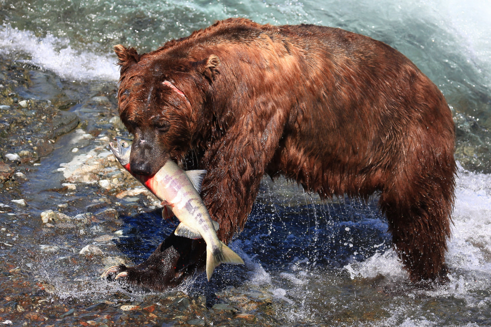 Braunbär am `River of bears` in Alaska