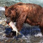 Braunbär am `River of bears` in Alaska