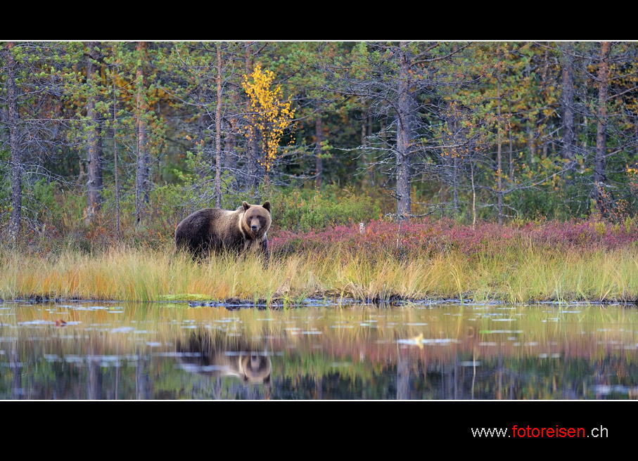 Braunbär am See