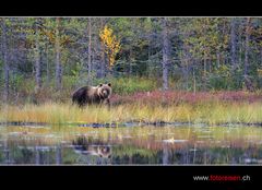 Braunbär am See