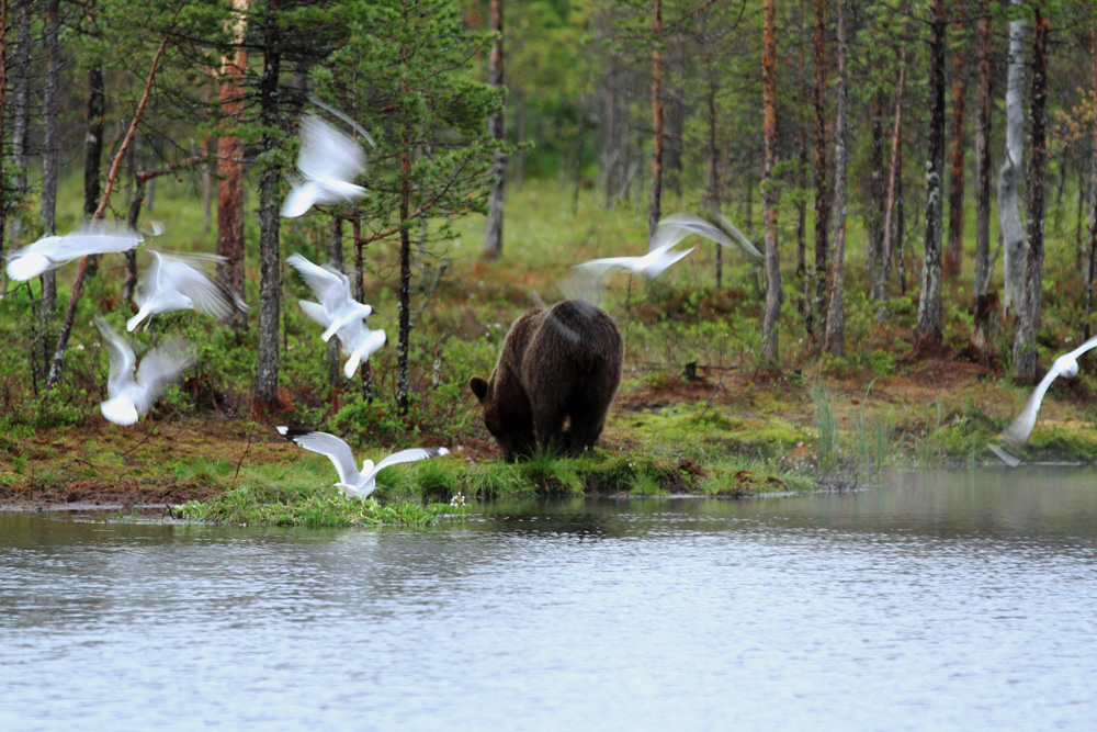 Braunbär am See