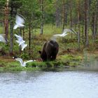 Braunbär am See