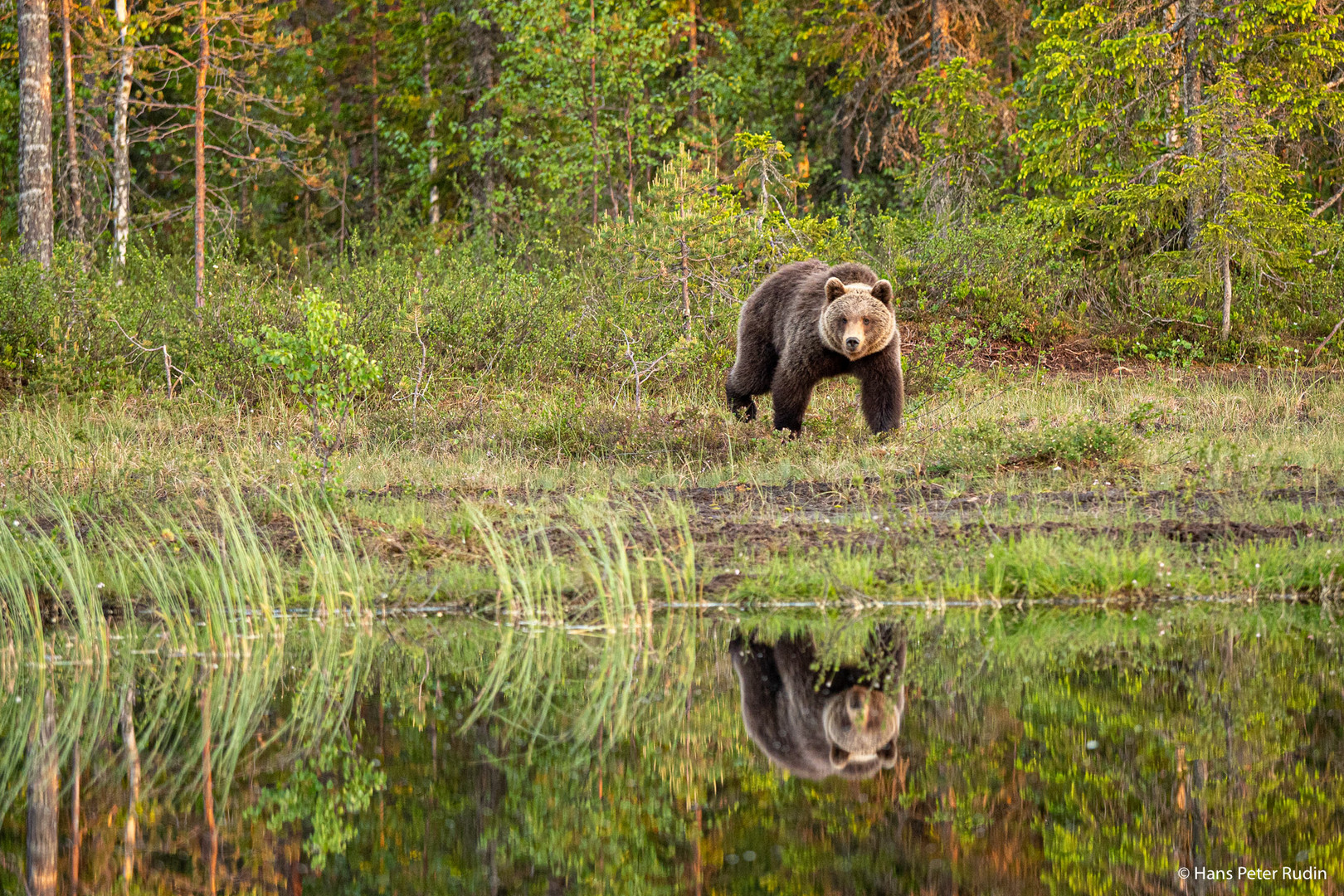 Braunbär am See