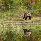 Braunbär am See