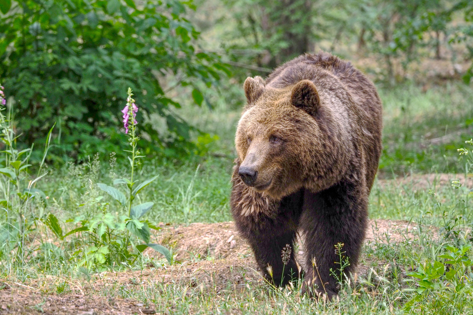 Braunbär am Waldesrand