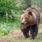 Braunbär am Waldesrand