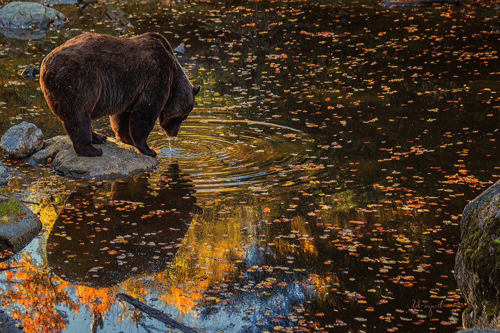 Braunbär am Wasser